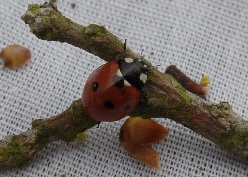 Coccinella septempunctata